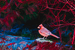 Cardinal taken in Larchmont, NY - Photograph by H. David Stein