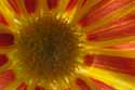 Chrysanthemum - 5564