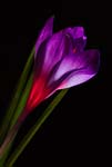Crocus In a Different Light - 5510 - Photograph by H. David Stein