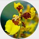Orchid Homunculus - 0824