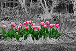 Tulips at the Queens Botanical Garden - Photograph by H. David Stein