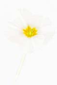 Eternal Love - Primula - Photograph by H. David Stein