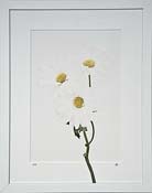 Truth - Chrysanthemum - Photograph by H. David Stein